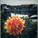 Bridge of Flowers by jakb