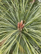 1st Apr 2021 - Baby pinecones