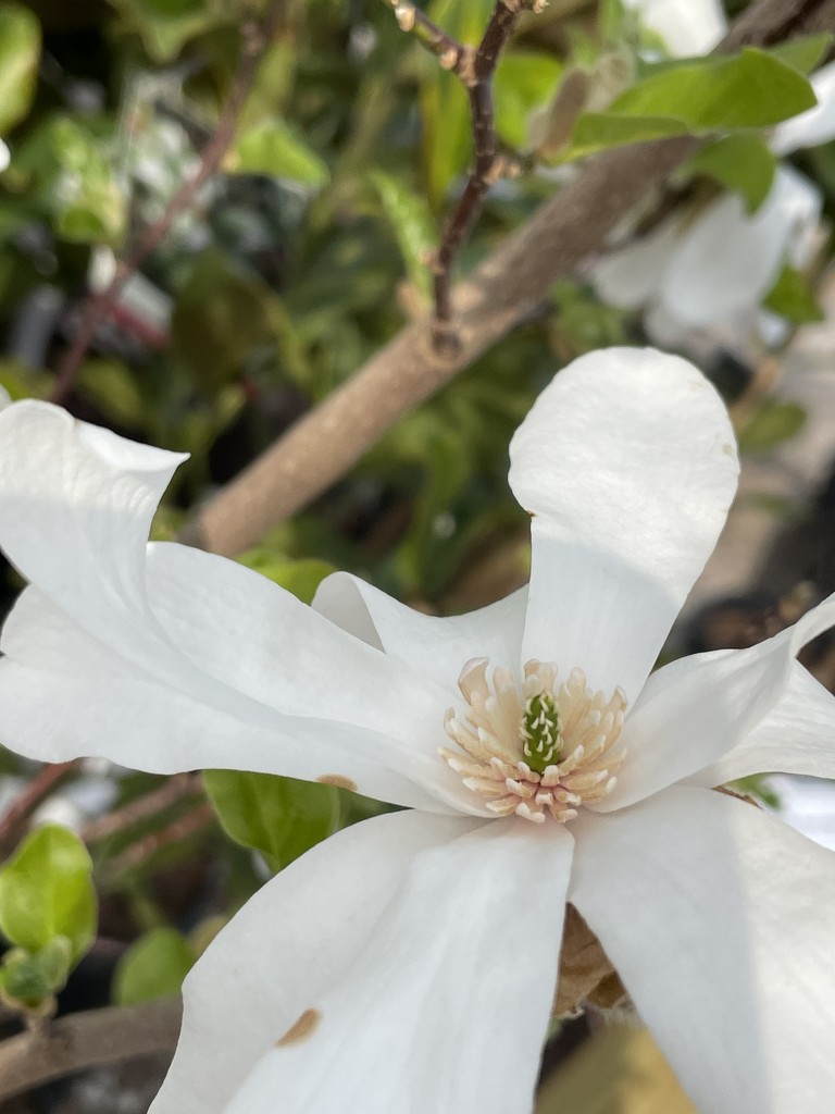 Magnolia by kdrinkie
