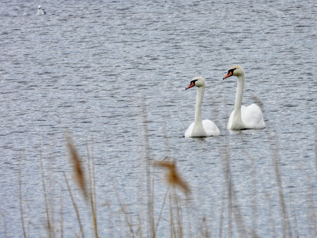 Mute swans by amyk