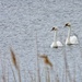 Mute swans by amyk