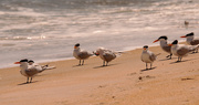 13th Apr 2021 - A Group of Royal Tern's!