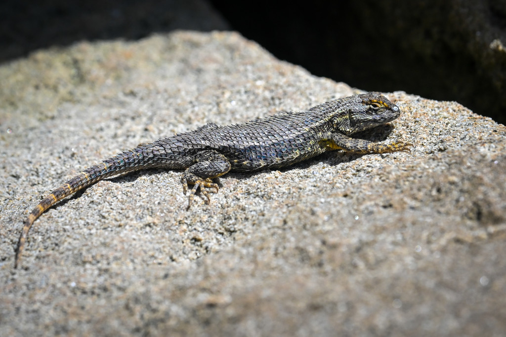 Western Fence Lizard starting to shed by nicoleweg