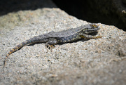13th Apr 2021 - Western Fence Lizard starting to shed