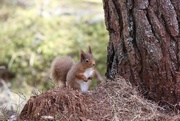 14th Apr 2021 - Another Braemar Squirrel
