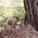 Another Braemar Squirrel by jamibann