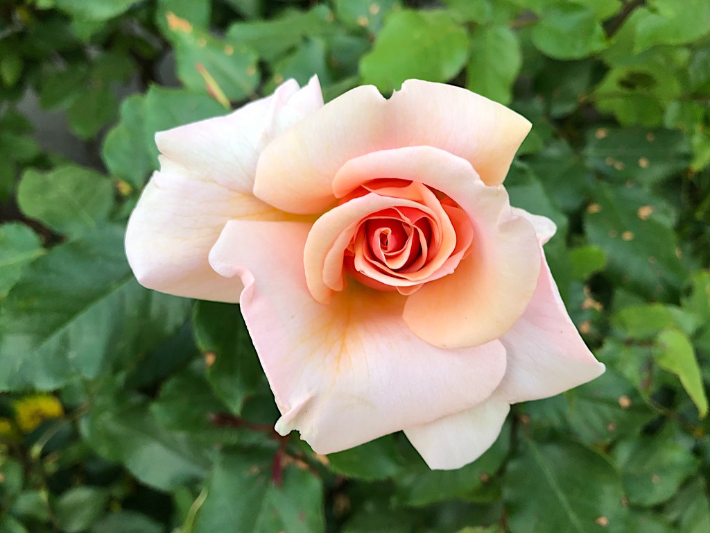 Perfect rose by congaree