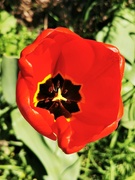 13th Apr 2021 - Tulip
