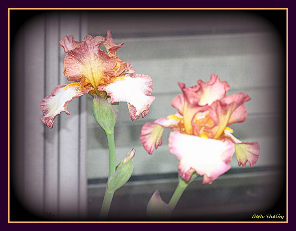 Iris In Bloom by vernabeth