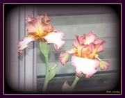 14th Apr 2021 - Iris In Bloom