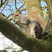A Squirrel in a tree in Cut Wood Park. by grace55