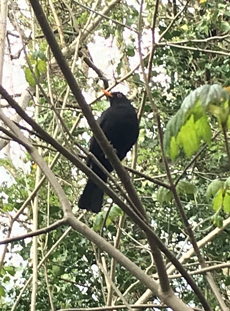 blackbird by cam365pix