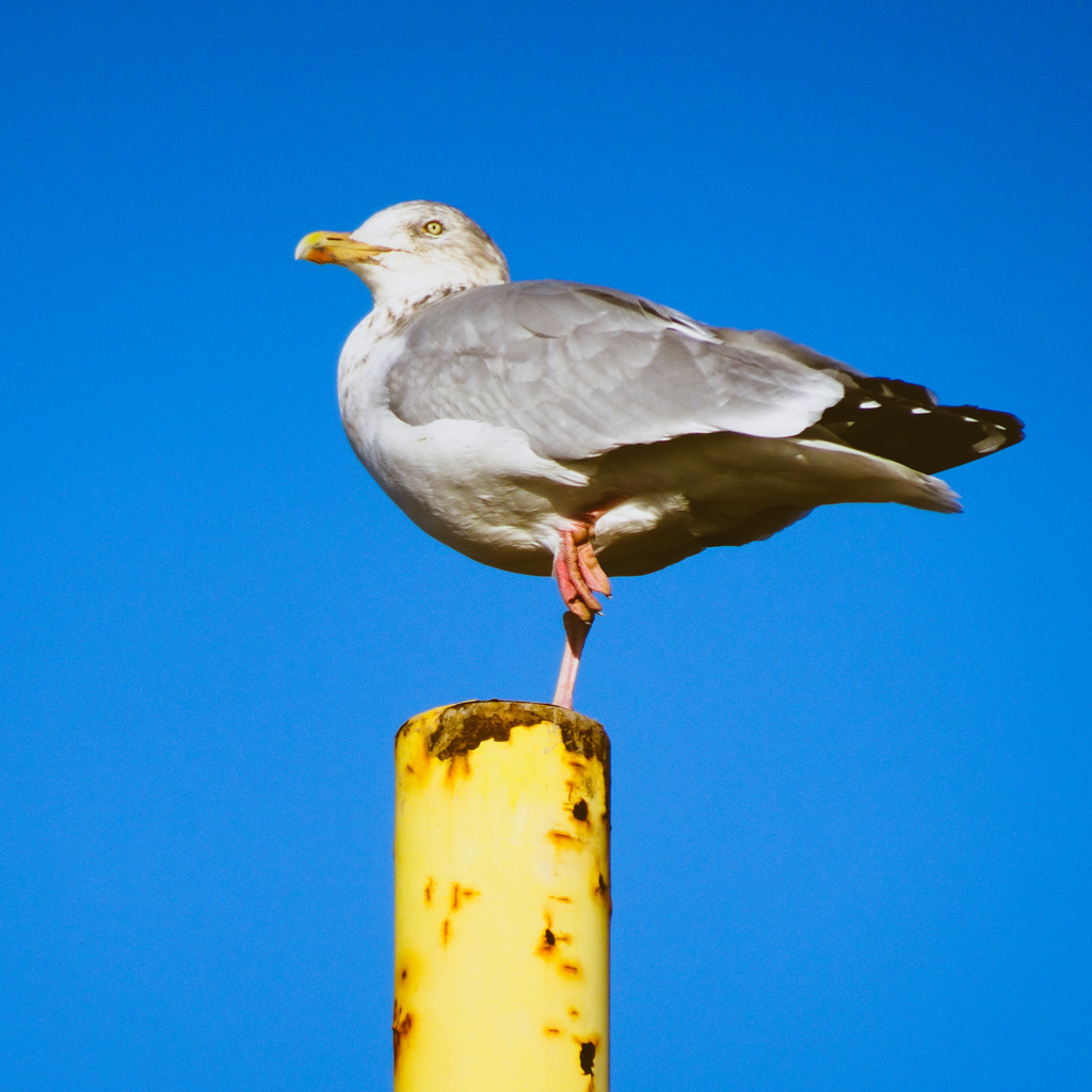 seagull by cam365pix
