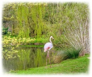 14th Apr 2021 - Flamingo By The Lake