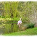 Flamingo By The Lake by carolmw