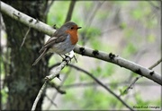 14th Apr 2021 - Another robin