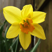 14th Apr 2021 - One of the Best Signs of Spring