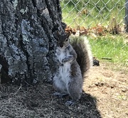 14th Apr 2021 - The curious squirrel
