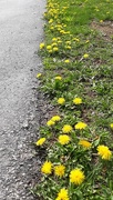 14th Apr 2021 - Lined with Dandelions 