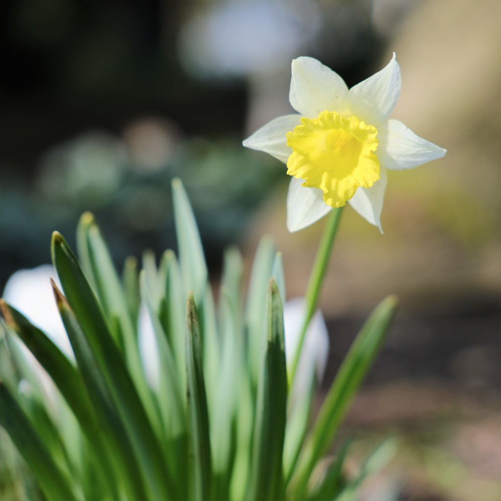 Daffodil 16 by 4rky