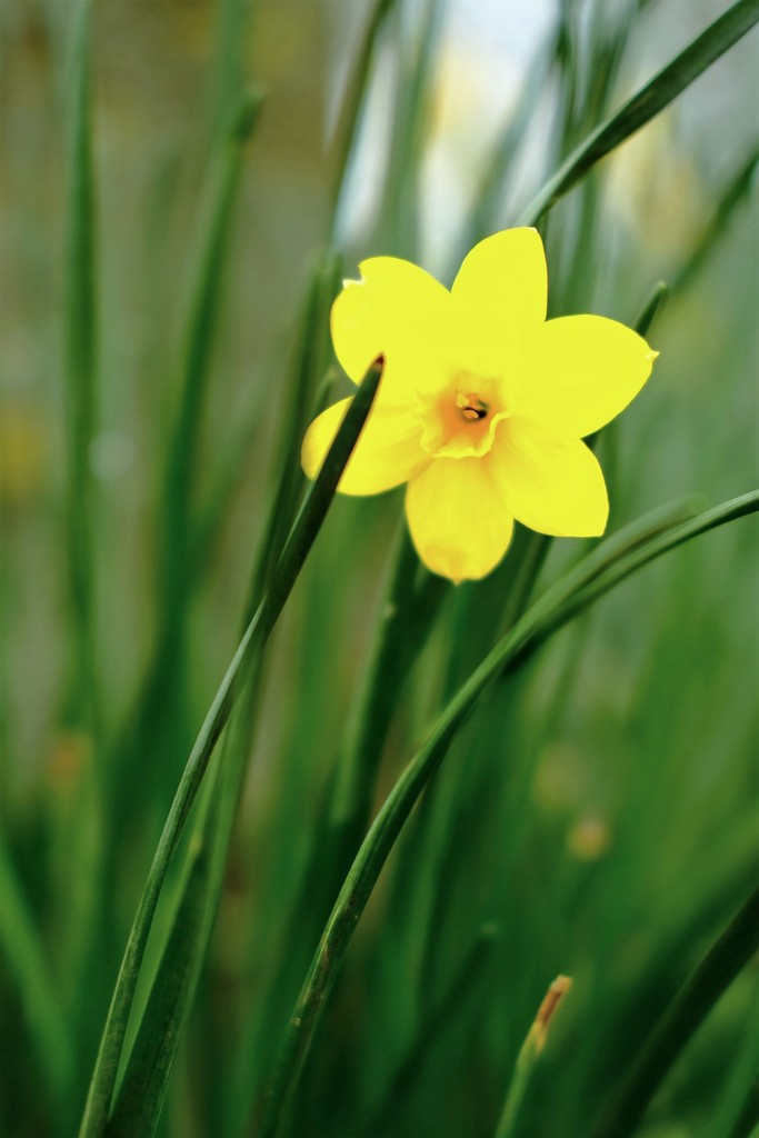 Daffodil 19 by 4rky