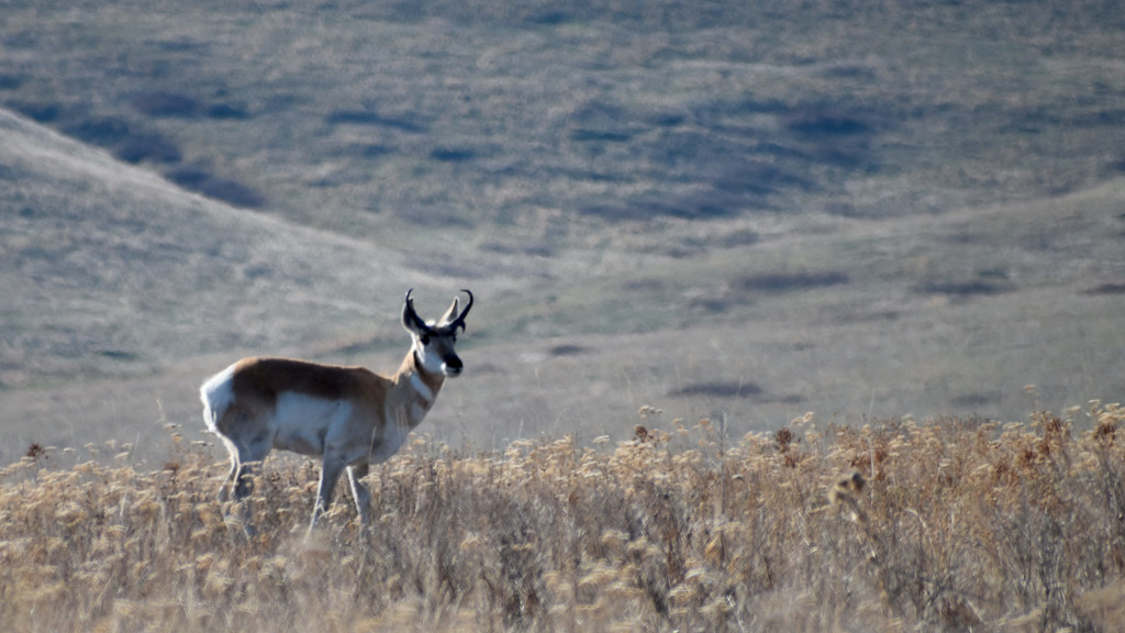 Pronghorn Antelope by bjywamer