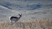 13th Apr 2021 - Pronghorn Antelope
