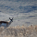 Pronghorn Antelope by bjywamer