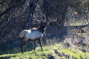 13th Apr 2021 - Bull Elk