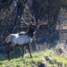 Bull Elk by bjywamer