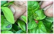 15th Apr 2021 - Stages of a Ladybug