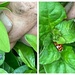 Stages of a Ladybug by allie912