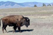 13th Apr 2021 - Bull Bison