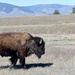 Bull Bison by bjywamer