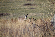 13th Apr 2021 - Whitetail Deer