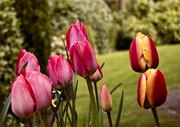 14th Apr 2021 - Ap15 More Tulips