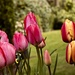Ap15 More Tulips by delboy207