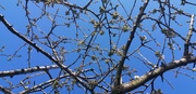 14th Apr 2021 - Buds and blue sky