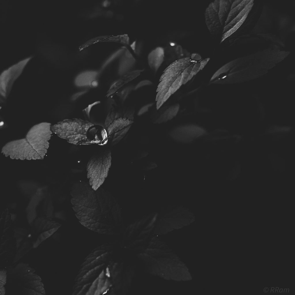 Rain Drops & Leaf by ramr