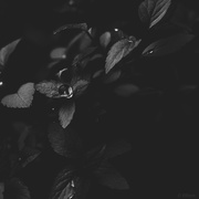 14th Apr 2021 - Rain Drops & Leaf