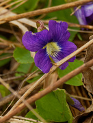 14th Apr 2021 - Common blue violet