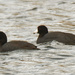 American  coots  by rminer