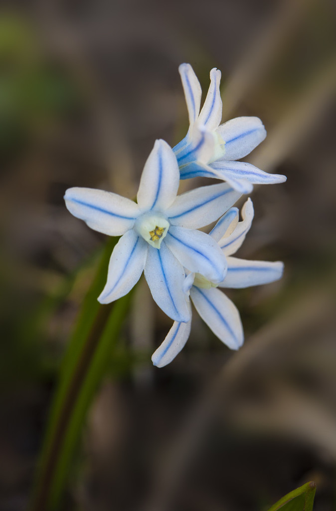 Striped Squill Flowers by pdulis