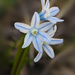Striped Squill Flowers by pdulis
