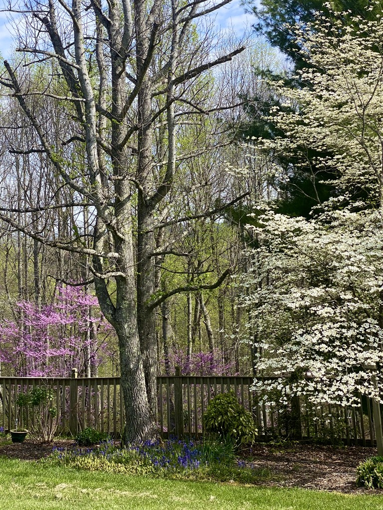 Redbuds and Dogwoods.  by calm