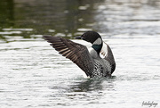 14th Apr 2021 - The great and powerful LOON