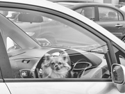 15th Apr 2021 - dogs in cars