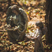 woodland fairies by jackies365