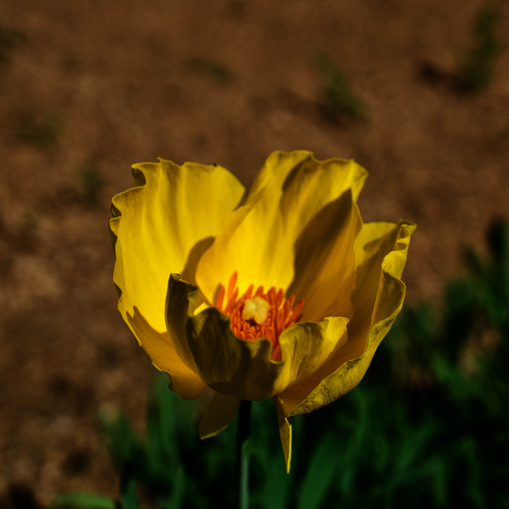 Mexican tulip poppy by eudora