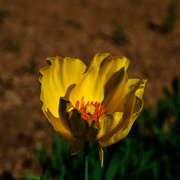 13th Apr 2021 - Mexican tulip poppy